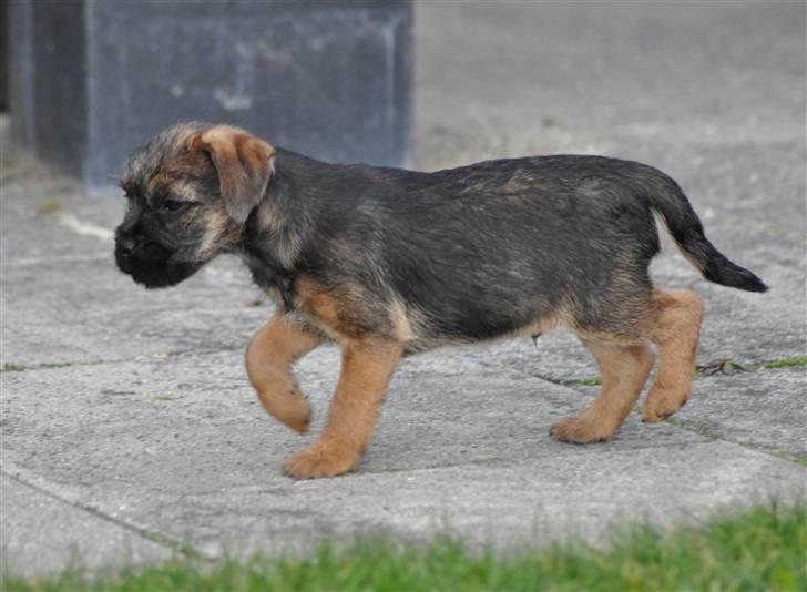 Border terrier Lutra's Morgan billede 8