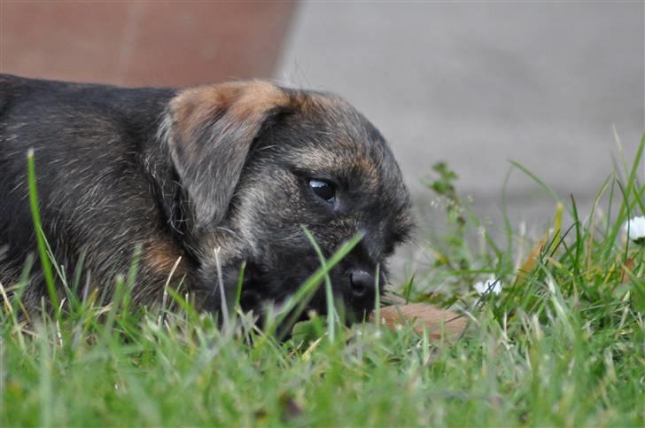 Border terrier Lutra's Morgan billede 9