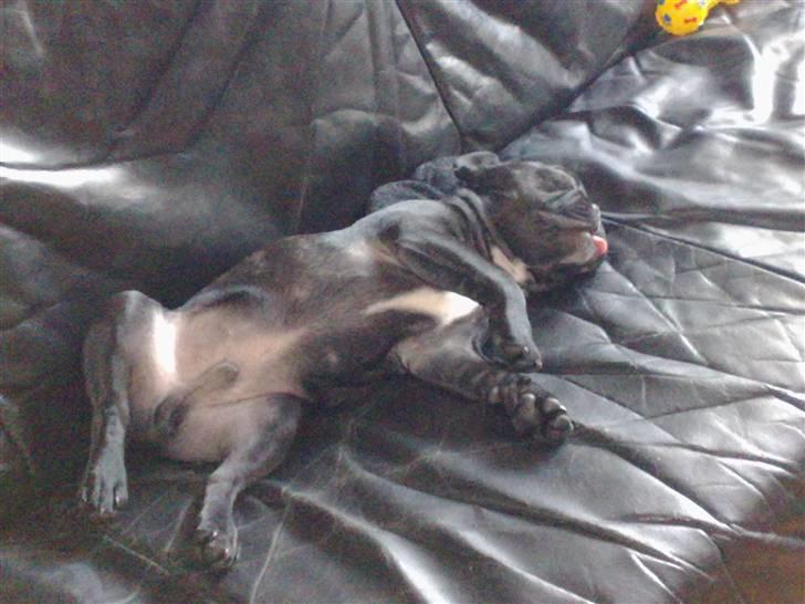 Fransk bulldog Vacho billede 16