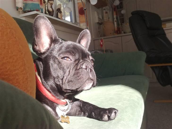 Fransk bulldog Vacho billede 17