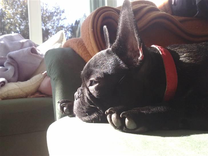 Fransk bulldog Vacho billede 18