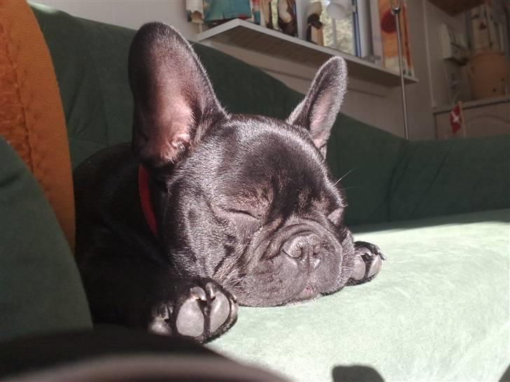 Fransk bulldog Vacho billede 19