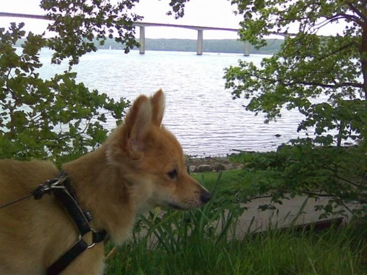 Blanding af racer gangster Tyson ;) billede 1