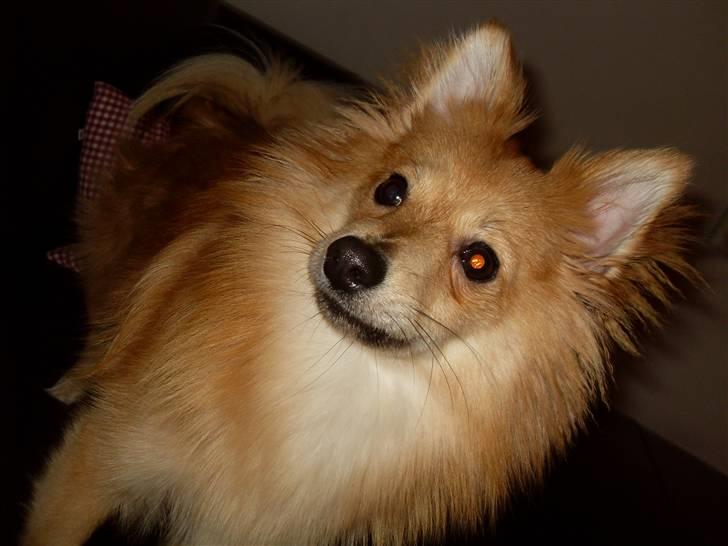 Blanding af racer gangster Tyson ;) billede 2