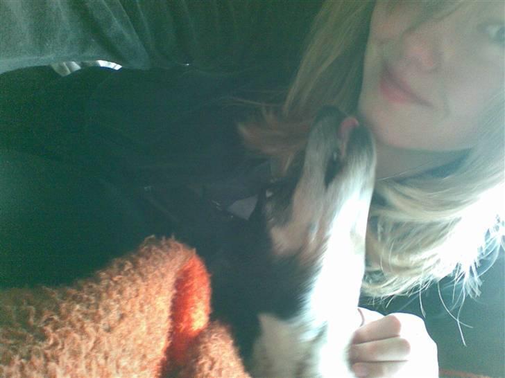 Dansk svensk gaardhund R.I.P. Zita billede 14