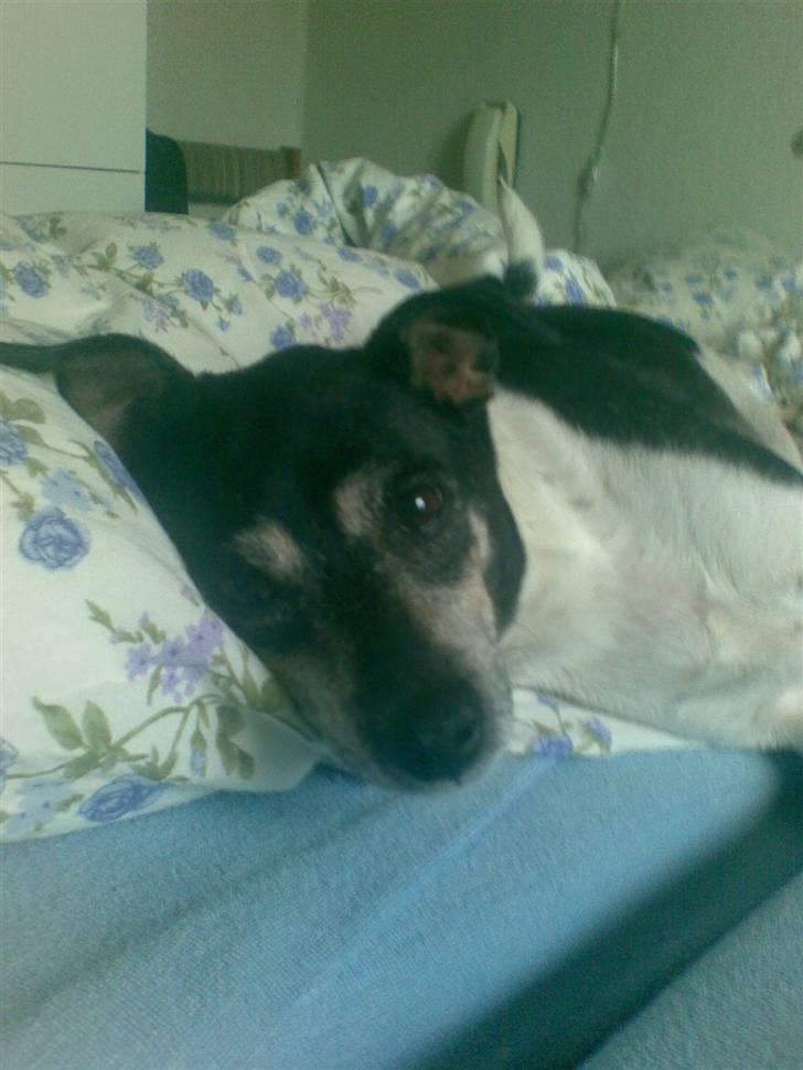 Dansk svensk gaardhund R.I.P. Zita billede 15