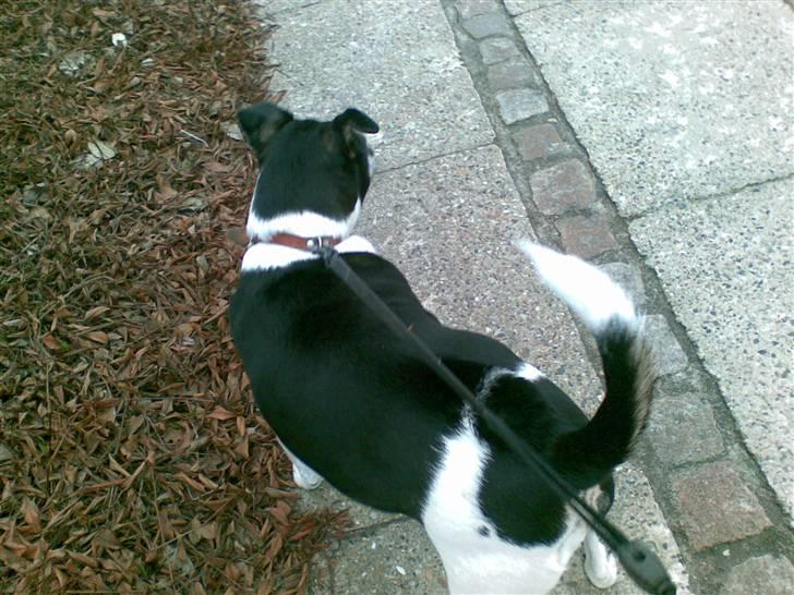 Dansk svensk gaardhund R.I.P. Zita billede 16