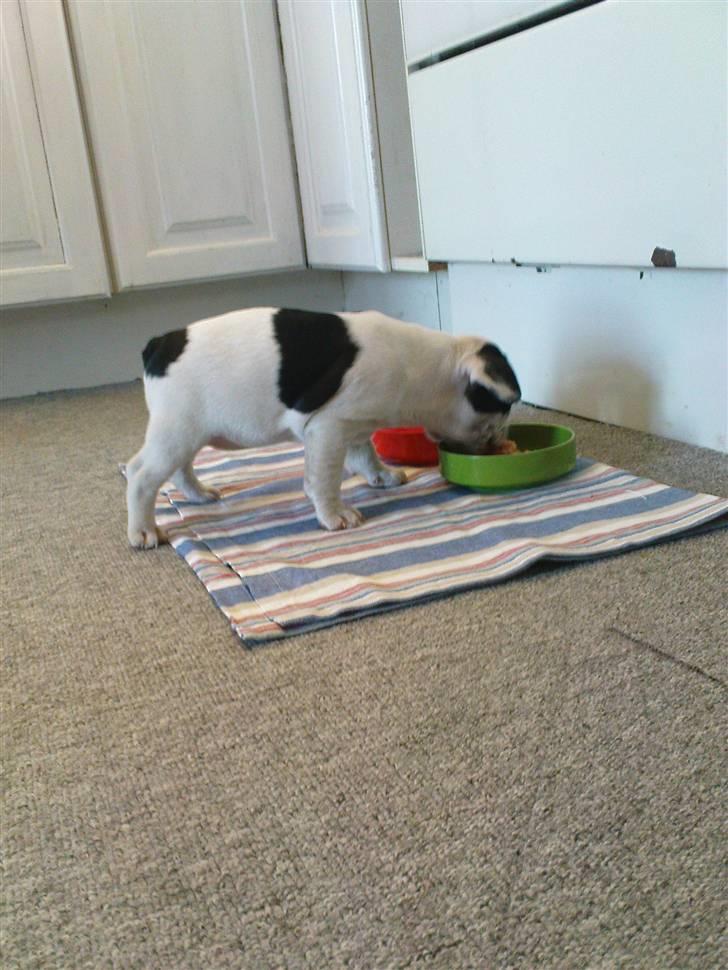 Fransk bulldog sally billede 1