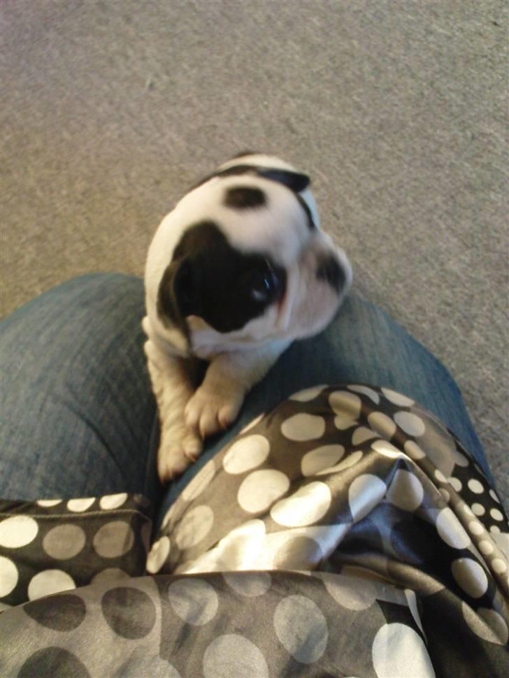 Fransk bulldog sally - må jeg komme herop? billede 2