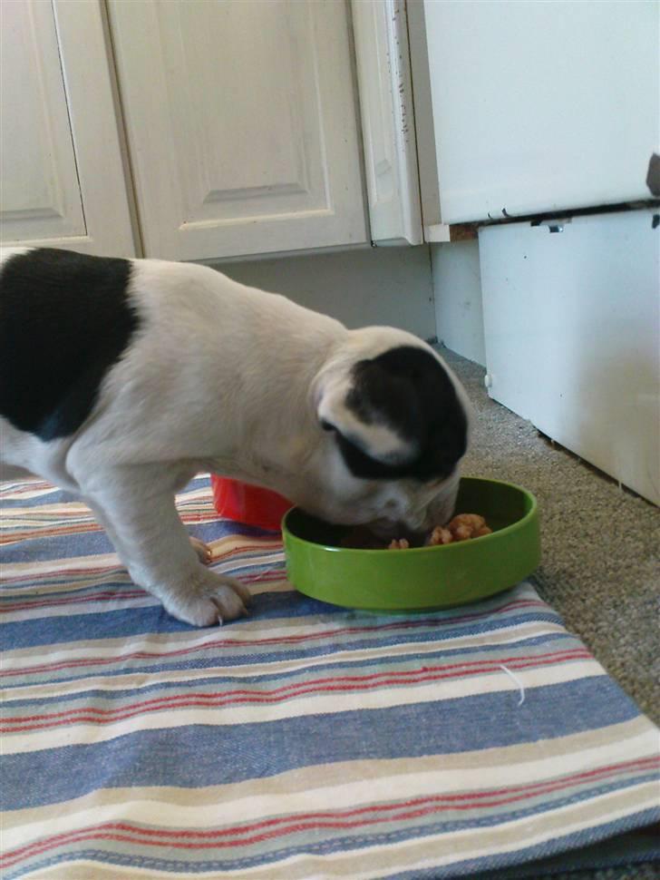 Fransk bulldog sally - det lugter da meget godt.. billede 3