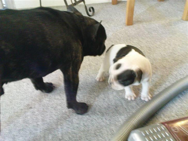 Fransk bulldog sally - sigurd og sally billede 4