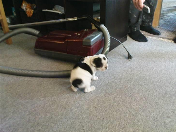 Fransk bulldog sally billede 5