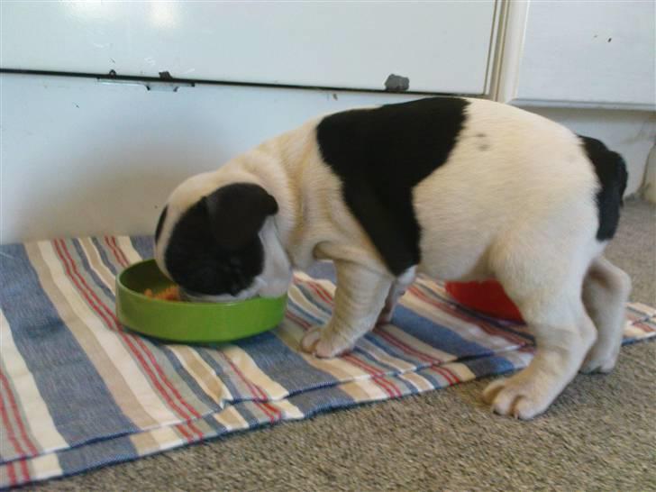 Fransk bulldog sally - det smager altså også godt!! billede 6
