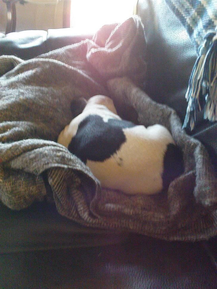 Fransk bulldog sally - nu er jeg altså træt.. billede 7