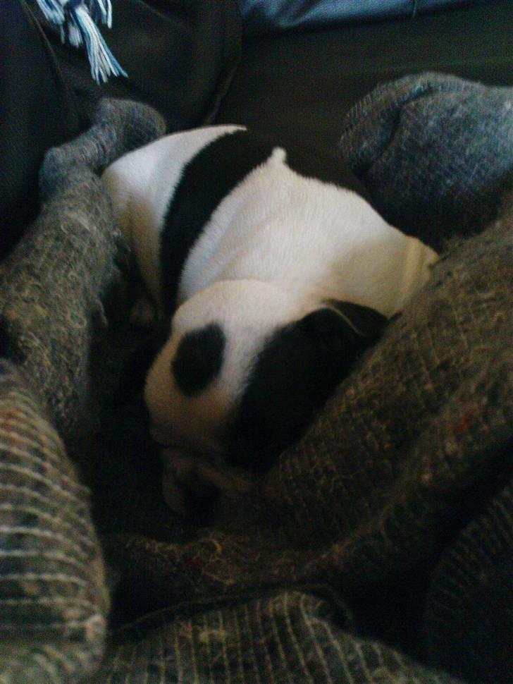 Fransk bulldog sally billede 8