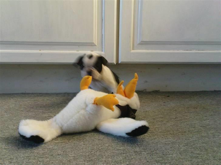 Fransk bulldog sally - den der er altså alt for stor!! billede 9