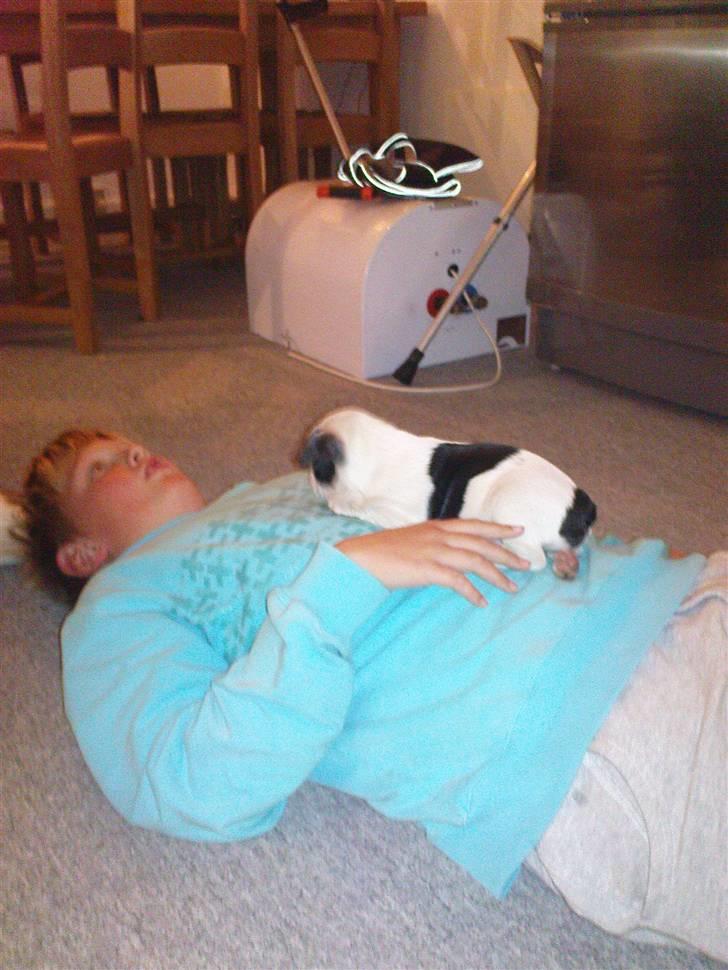 Fransk bulldog sally billede 10