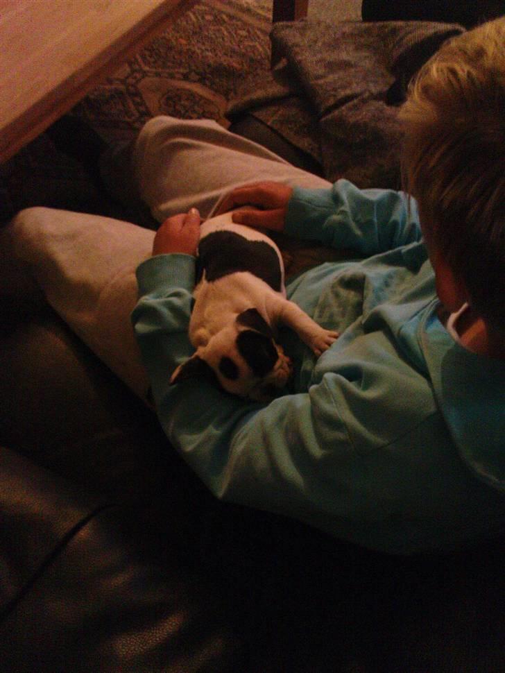 Fransk bulldog sally billede 11