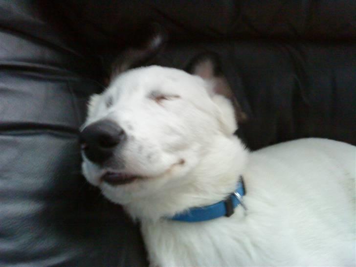 Blanding af racer Snoopy doo billede 11