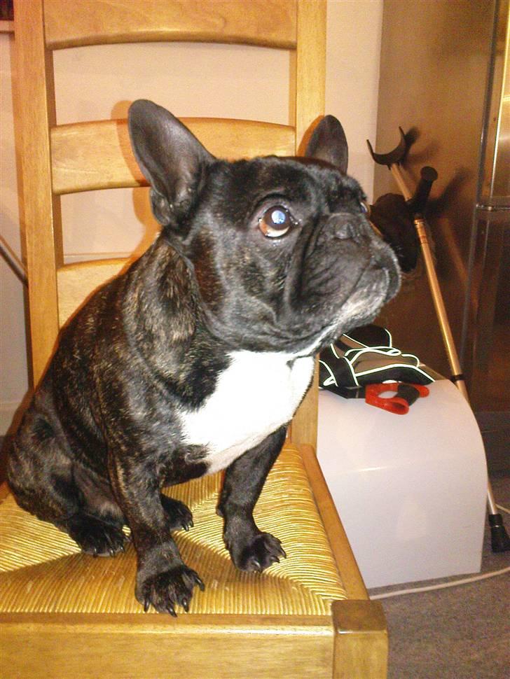 Fransk bulldog sigurd billede 18