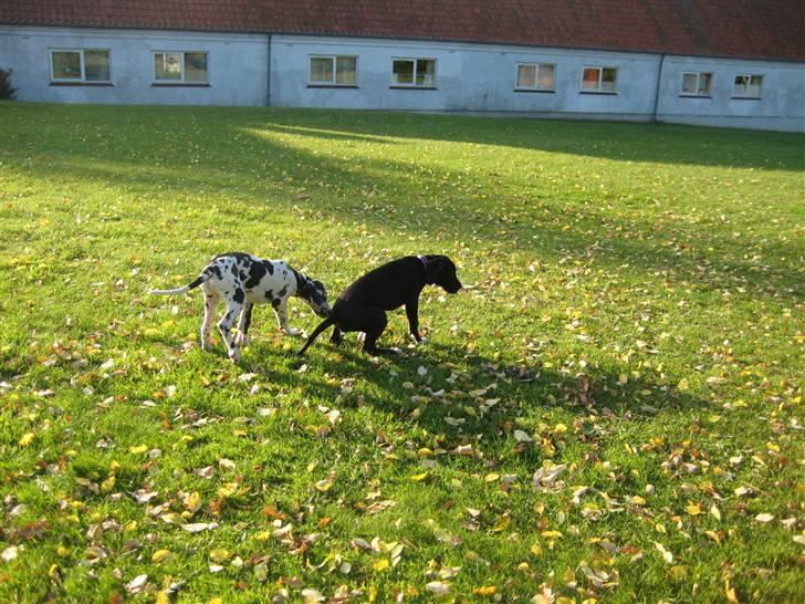 Grand danois Alma - Hva laver du der hihi..... billede 8