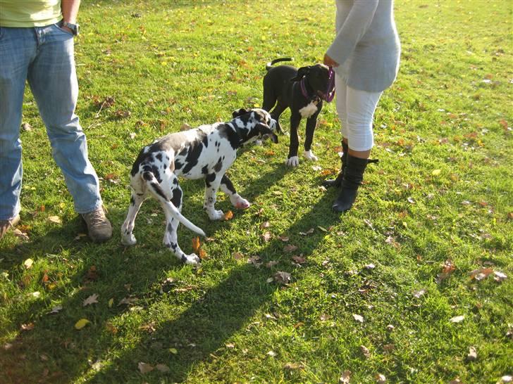 Grand danois Alma - Hej søster skal vi lege?!  billede 9