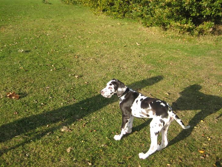 Grand danois Alma billede 10