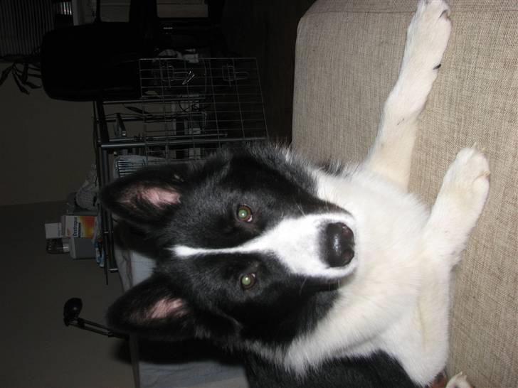 Karelsk bjørnehund Bjørn billede 7