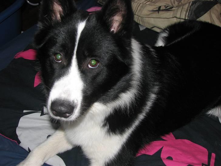 Karelsk bjørnehund Bjørn billede 8