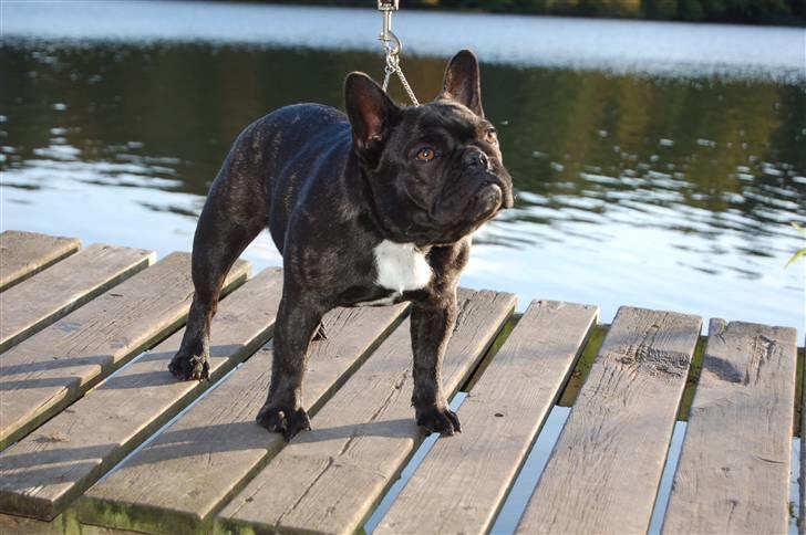 Fransk bulldog Countes Dracula billede 15