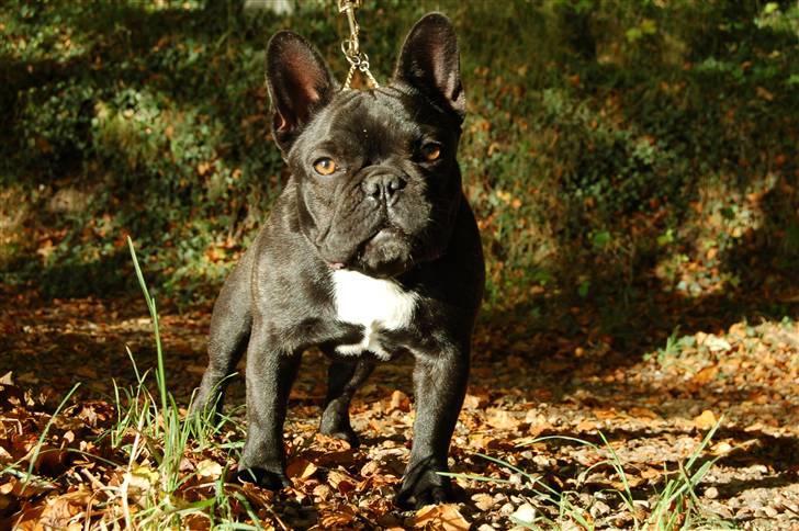 Fransk bulldog Countes Dracula billede 16