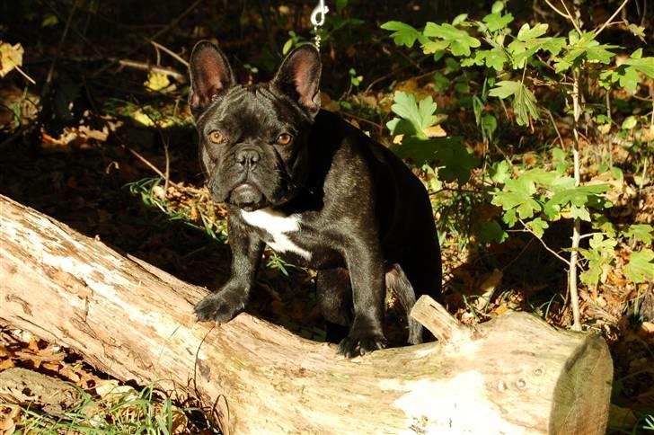 Fransk bulldog Countes Dracula billede 17