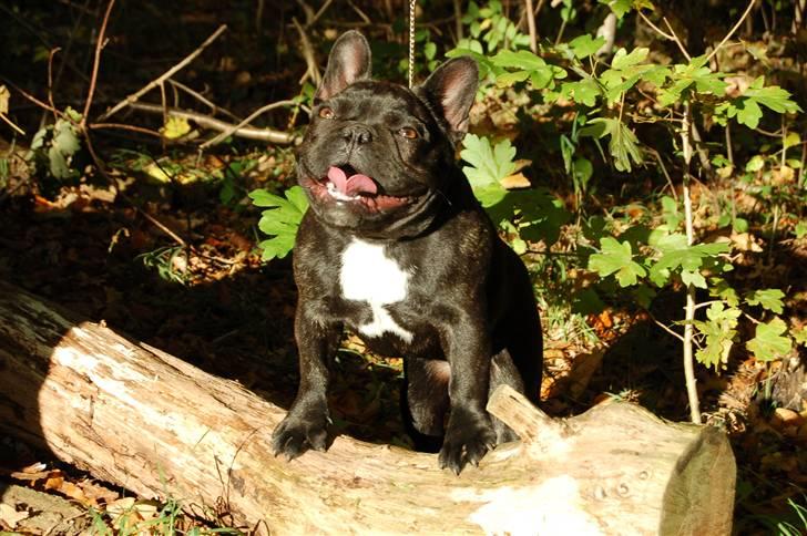 Fransk bulldog Countes Dracula billede 18