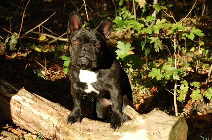 Fransk bulldog Countes Dracula billede 19