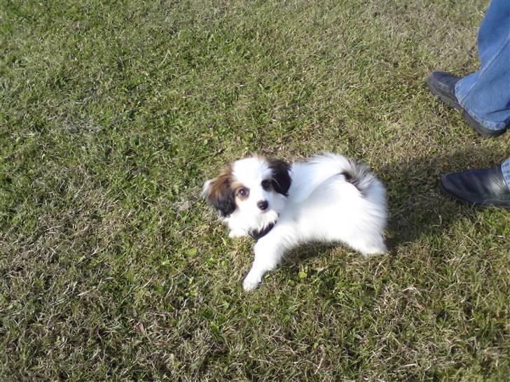 Phalene Canto billede 9