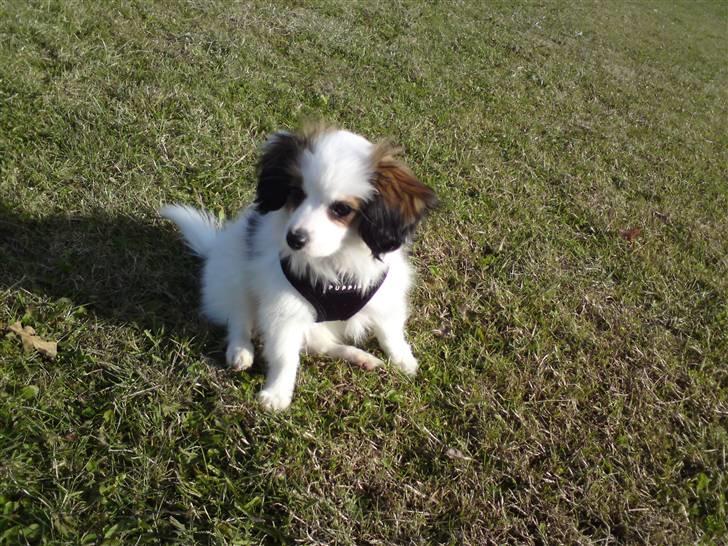 Phalene Canto billede 11