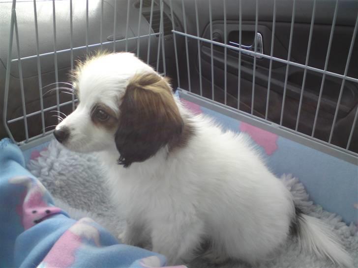 Phalene Canto billede 12