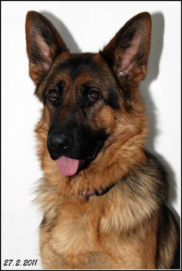 Schæferhund Thea billede 1