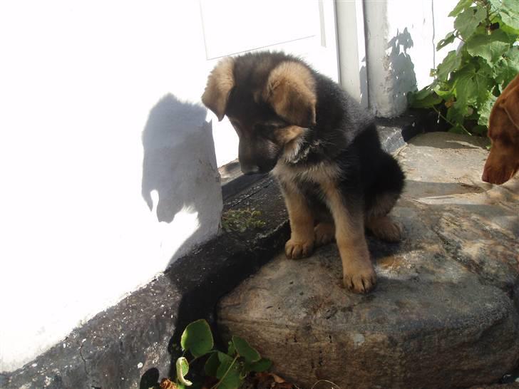Schæferhund Thea billede 2