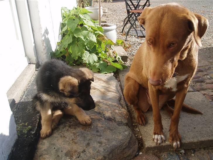 Schæferhund Thea billede 3