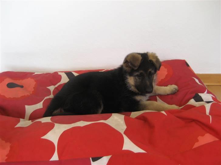 Schæferhund Thea billede 4