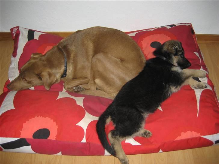 Schæferhund Thea billede 5