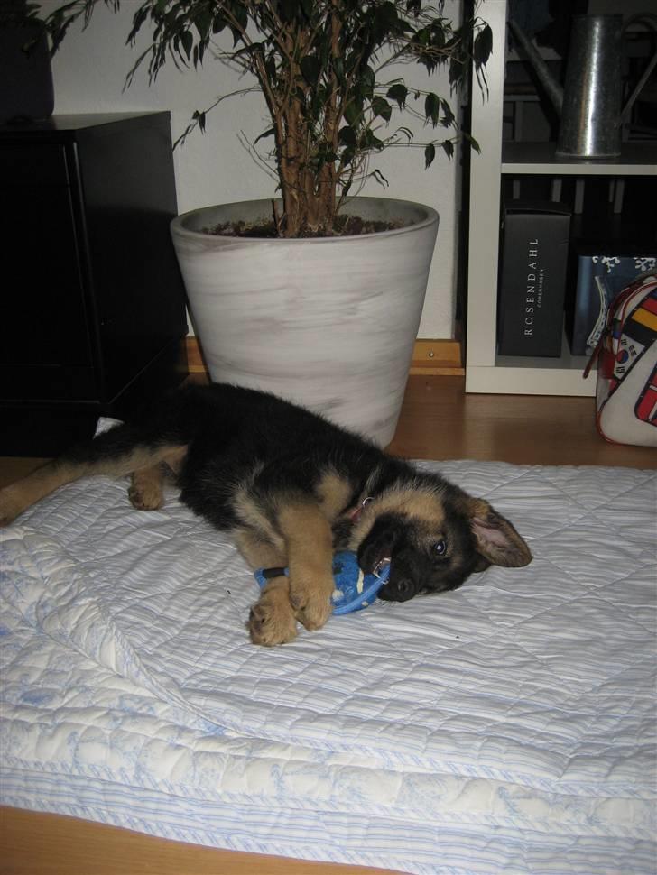 Schæferhund Thea billede 6