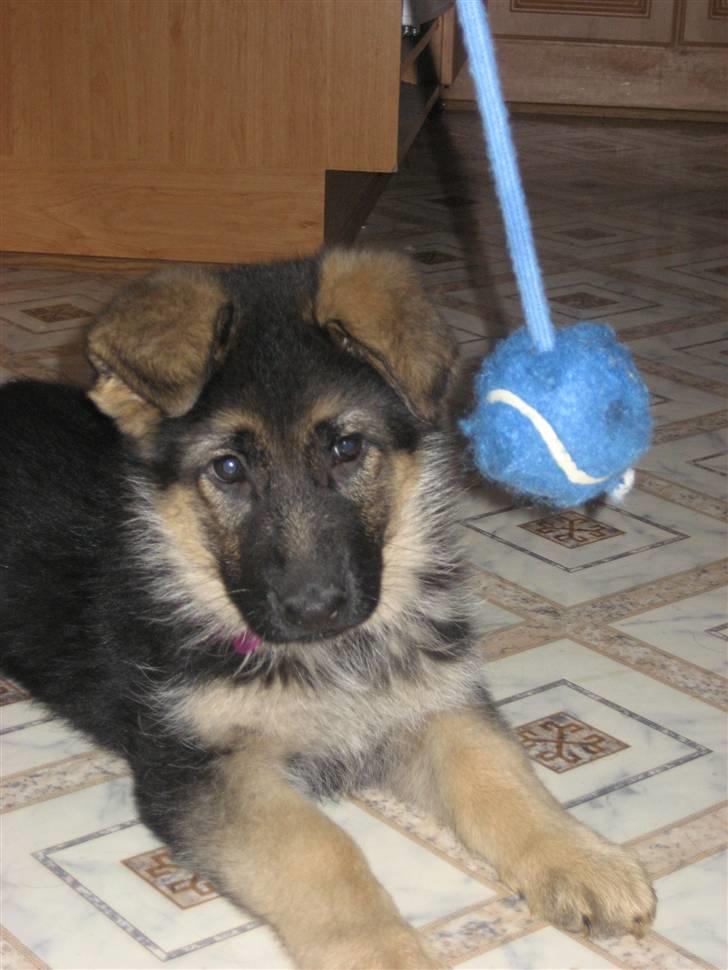 Schæferhund Thea billede 7