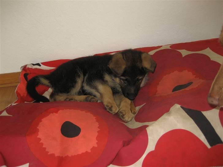 Schæferhund Thea billede 8