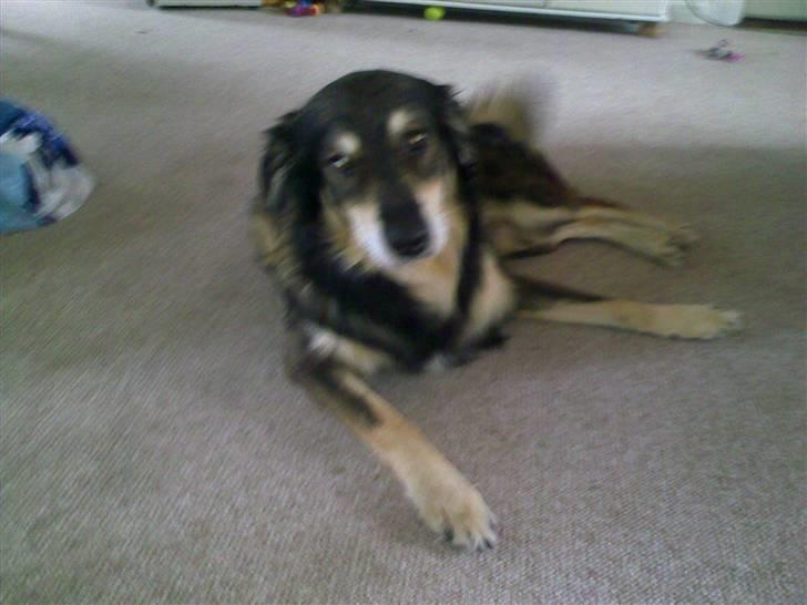 Blanding af racer Jeff billede 14