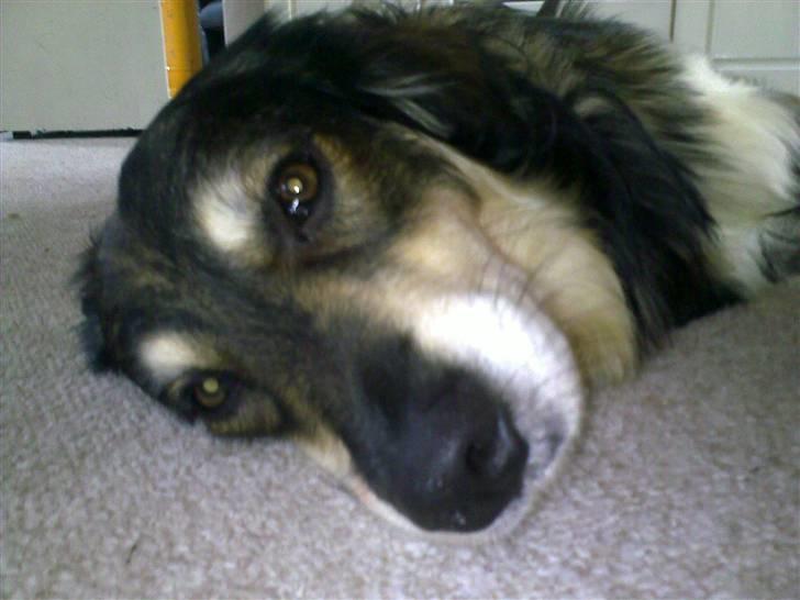 Blanding af racer Jeff billede 15