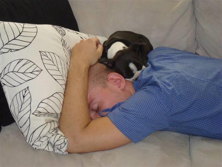 Boston terrier Nahla billede 9