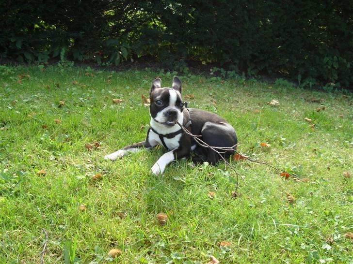Boston terrier Nahla billede 10
