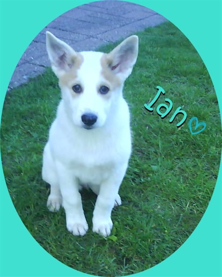 Canaanhund Ian<3 altid elsket... - Velkommen til Ian´s profil <3  billede 1